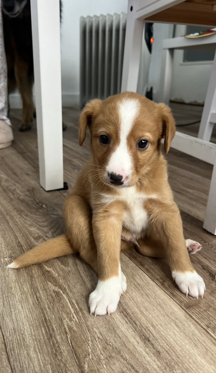 protemalaga's tweet photo. La familia de Berlín LO DEVUELVE porque su dueño tiene “mucho trabajo”. Esa es su excusa para dejar a Berlín sin familia. 

Buscamos una familia RESPONSABLE para Berlín que lo cuide para SIEMPRE. 

Escribe a acogidas@protectoramalaga.com https://t.co/KziFb8jKtZ