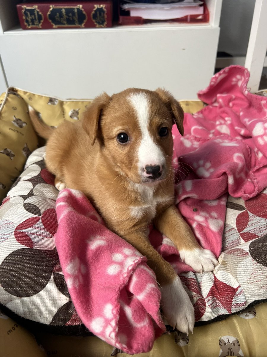protemalaga's tweet photo. La familia de Berlín LO DEVUELVE porque su dueño tiene “mucho trabajo”. Esa es su excusa para dejar a Berlín sin familia. 

Buscamos una familia RESPONSABLE para Berlín que lo cuide para SIEMPRE. 

Escribe a acogidas@protectoramalaga.com https://t.co/KziFb8jKtZ