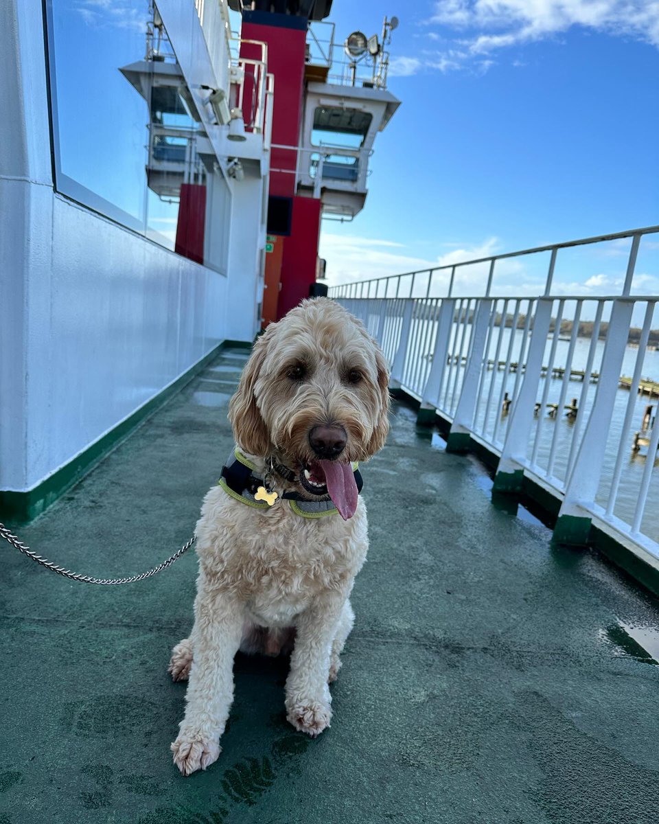 RedFunnelFerry's tweet photo. RED FUNNEL CAM πΈ
This has to be one of our all-time favourites... bruciedoodle2023's first trip on the Ferry!π’πΆ
Don't forget to send your Red Funnel snaps to us at marketing@redfunnel.co.uk π§
#RedFunnel #RedFunnelFerries #RedFunnelCam #IsleofWoof #IsleofWight #IOW https://t.co/cH9HQQcwfY