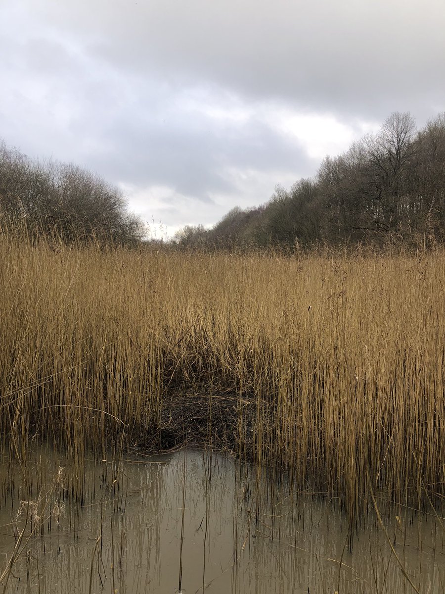 SwanwatchUk's tweet photo. No sign of Electra and her 2 sons . Today . Just look at the #swansnest today . 10 January 2024 https://t.co/N48qeNhbYI