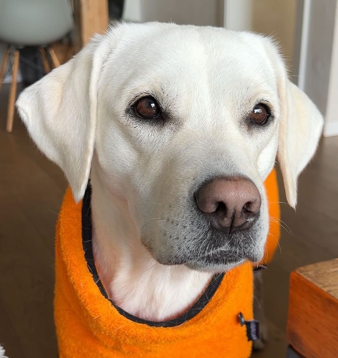 adrianarosadea3's tweet photo. Pague o mal com o bem e ganhe de volta a cura e a paz interior. #perro #cachorro #cutedog #perrito #lovedog https://t.co/J0aPompBm2