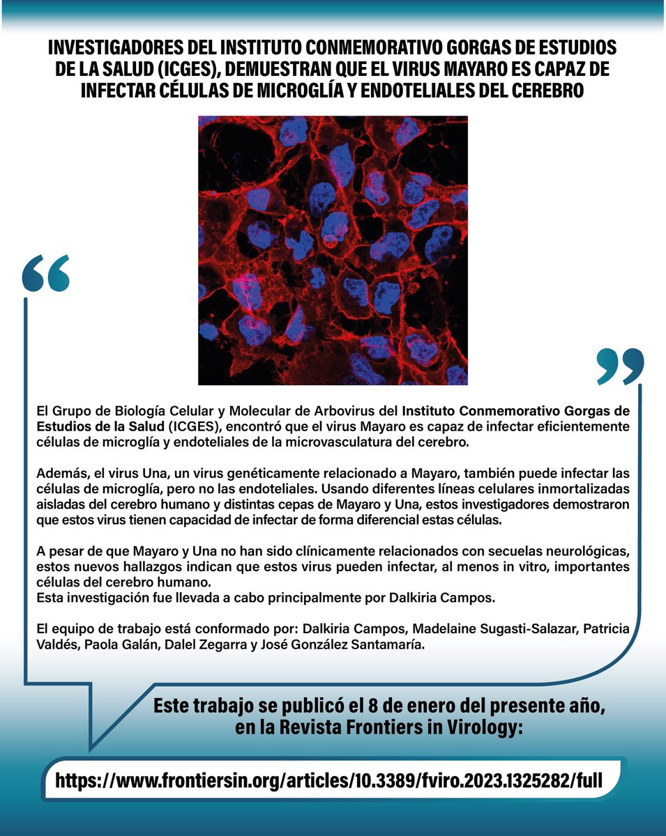 InstitutoGorgas's tweet photo. INVESTIGADORES DEL INSTITUTO CONMEMORATIVO GORGAS DE ESTUDIOS DE LA SALUD (ICGES), DEMUESTRAN QUE EL VIRUS MAYARO ES CAPAZ DE INFECTAR CÉLULAS DE MICROGLÍA Y ENDOTELIALES DEL CEREBRO HUMANO.

https://t.co/HP6tEAlInw

#ivestogacion #biologiacelular #arbovirus https://t.co/2Eo28LMY5c
