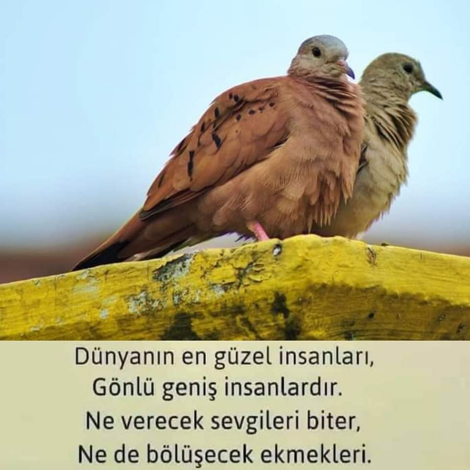 AliCan1914747's tweet photo. #pendiktraveﬅi https://t.co/IWCCqSeAt8