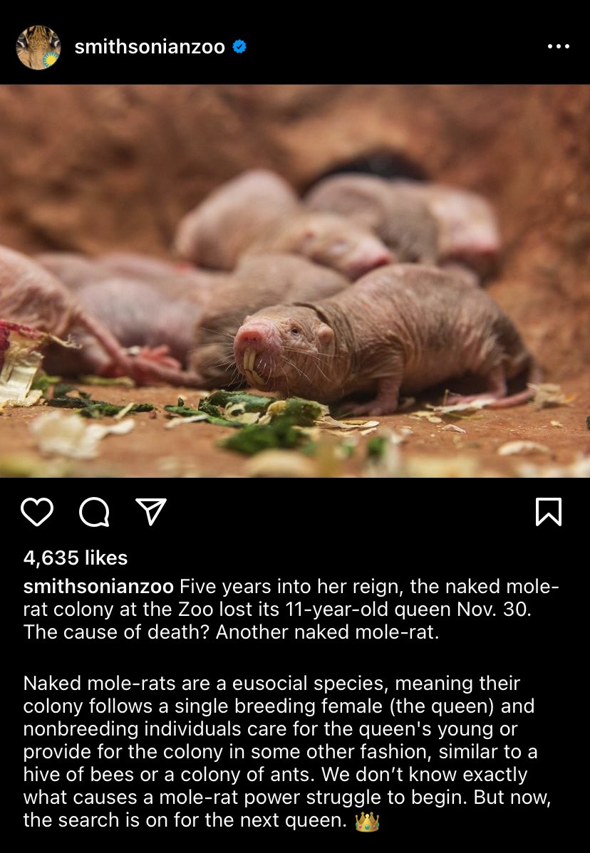 evornithology's tweet photo. Anyone else completely glued to the Smithsonian Zoo naked mole-rat regicide drama? https://t.co/9JYgC40W3k