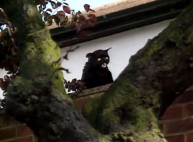 Policebox1979's tweet photo. Show me what you would look like if you were a cat... https://t.co/JYOhZ8ufE4