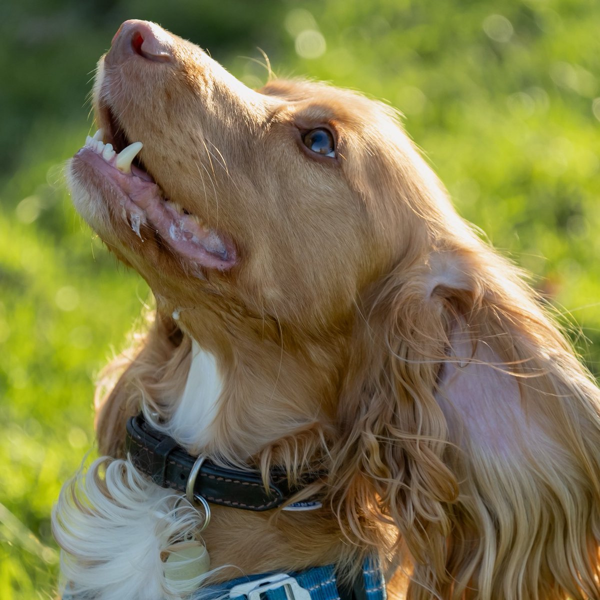 CockapooDaisy's tweet image. A very fresh walk today, but good to meet my friends.