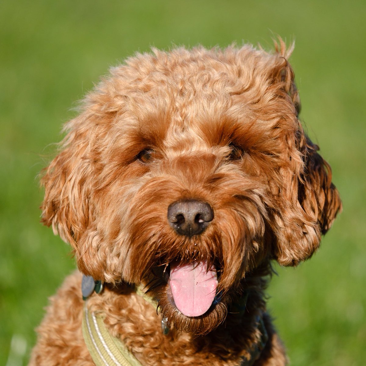 CockapooDaisy's tweet image. A very fresh walk today, but good to meet my friends.