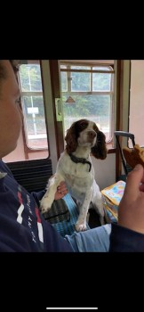 millypod1's tweet photo. ๐5 JAN 2024 #Lost GEORGIE #ScanMe
OLDER Brown & White English Springer Spaniel Male
#Meldreth #Hertfordshire #SG8 https://t.co/UjkpWOPoi1 https://t.co/Vcg860cjLJ