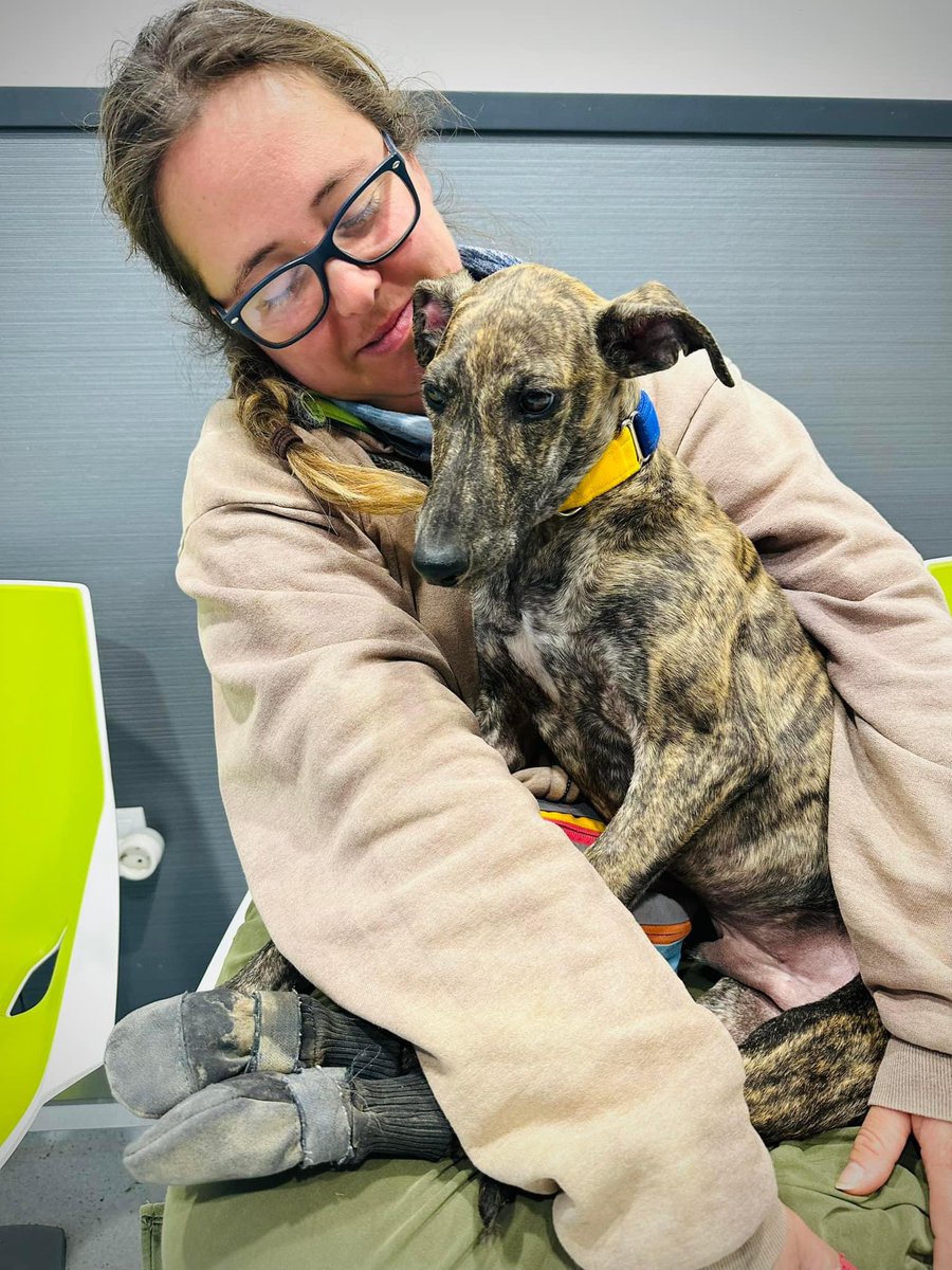 Galgos del Sol tweet media