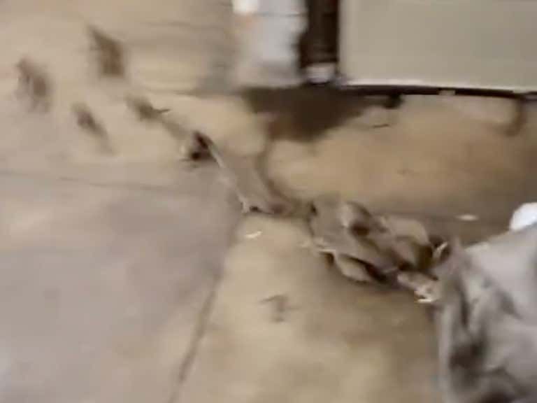 barstoolsports's tweet photo. Of All The Videos Of Gross Ass Shit On NYC Subways, This Might Be The Literal Grossest https://t.co/FOfP8W6DMw https://t.co/UBXr9cSF9N