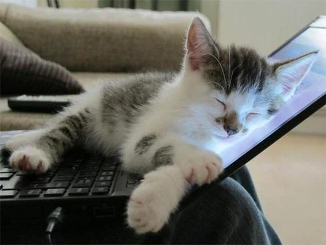 basil_ireton's tweet photo. @NuckChorris16 This is why my laptop is broken now...
#fatcatproblems https://t.co/7d8usVWbJm