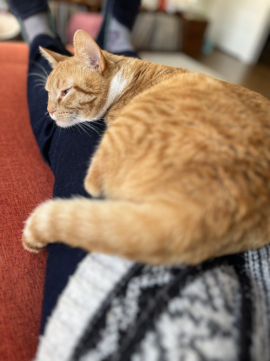 SJMbrooklyn's tweet photo. New-ish cat owner here… so, am I like, just stuck here forever now? https://t.co/eYB65lhuTC
