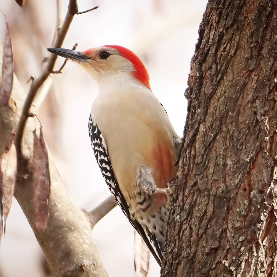 Always fun to see their namesake... the characteristic red belly!
#redbelliedwoodpeckers #redbelliedwoodpecker #redbellied #namesake #woodpecker #woodpeckers #ohiobirding #beavercreekohio #beavercreekbirding #birding #ohiobirdworld #birdwatchers #birdlove #backyardbirding