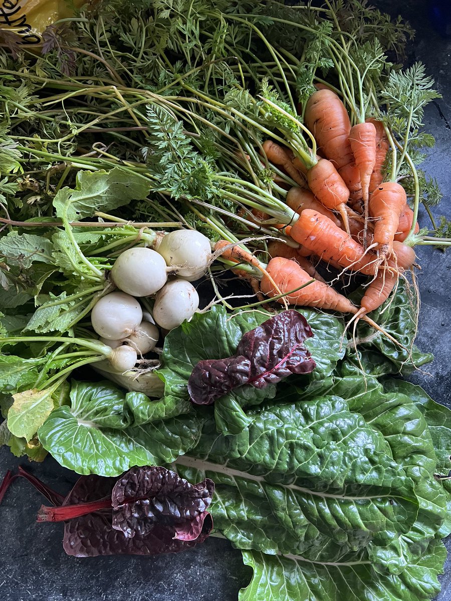 Fullcircleveg's tweet photo. Pickin’ between the storms!@BrendaFortna We are now scheduling New Garden Installations, Spring Plantings, and Maintenance for the 2024 season. #lehighvalley #eatyouryard #springiscoming #yardtotable https://t.co/k8naF4xO3u