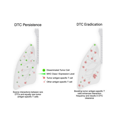 Cancer_Cell's tweet photo. Immune evasion of dormant disseminated tumor cells is due to their scarcity and can be overcome by T cell immunotherapies https://t.co/CIsOKGG5xq https://t.co/f5p3niDjhp