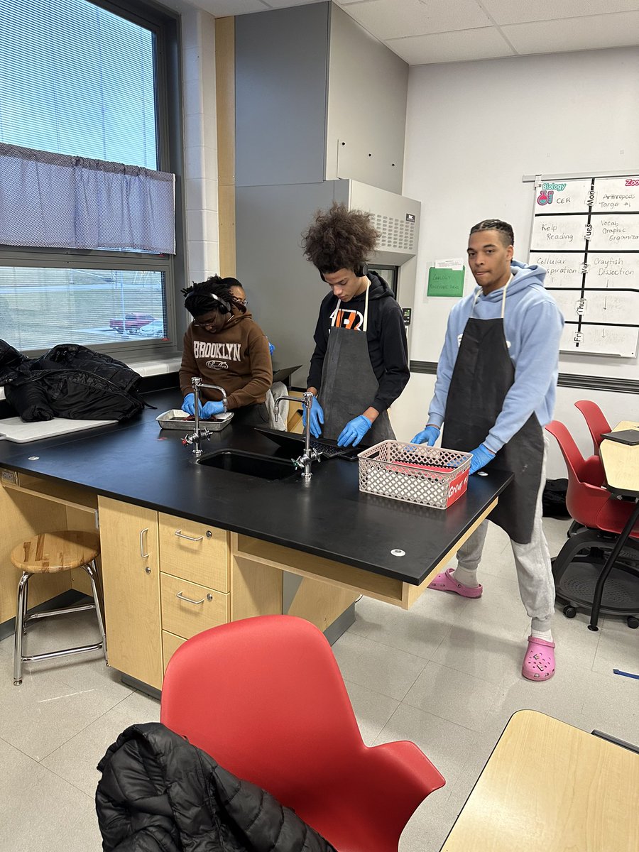 cottrellcorner's tweet image. Crayfish dissection for the #juniorseniorzoologists!  The arthropods are a huge group.  #AAGV #vikesonthemove #vikingdiff