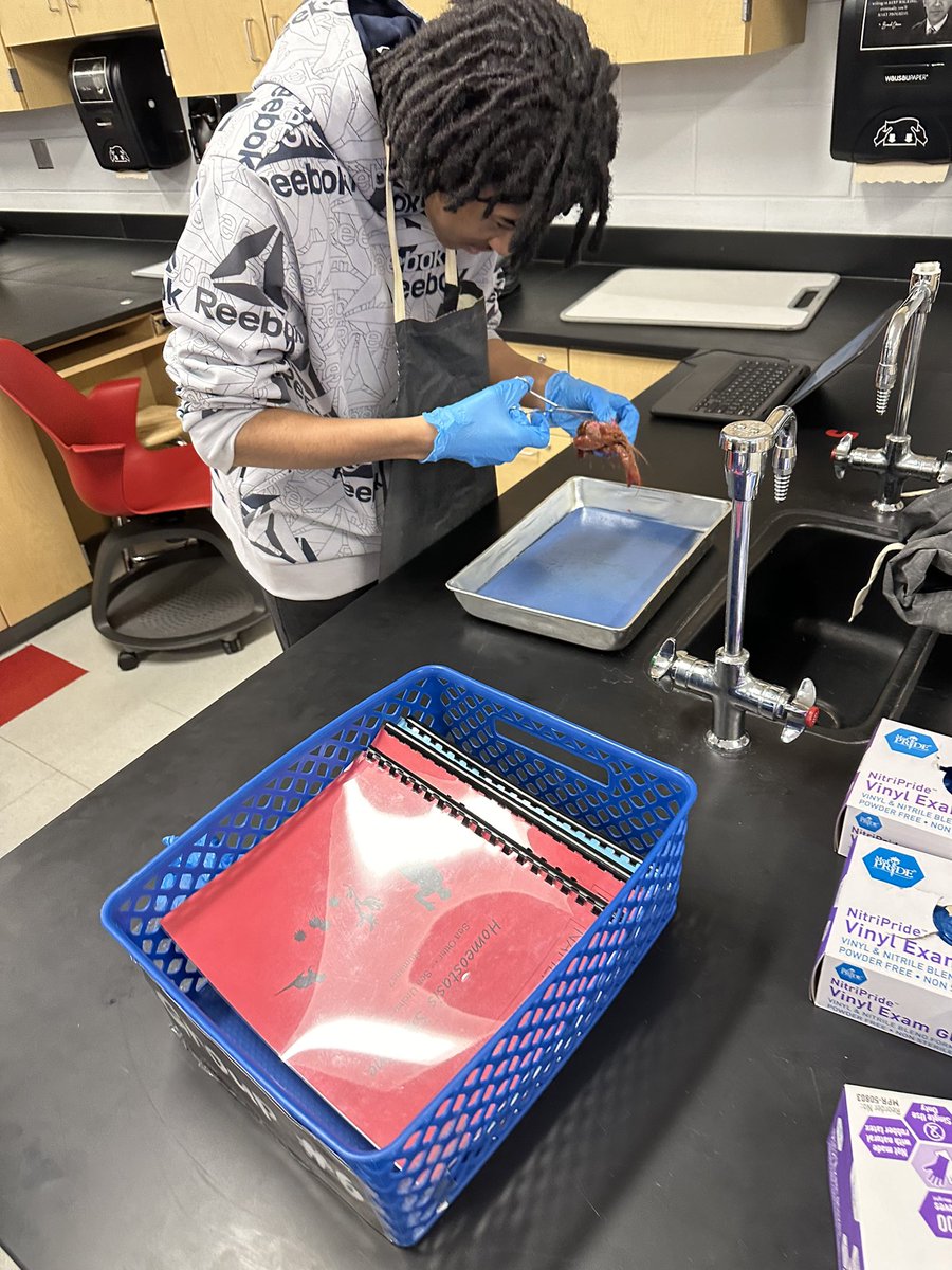 cottrellcorner's tweet image. Crayfish dissection for the #juniorseniorzoologists!  The arthropods are a huge group.  #AAGV #vikesonthemove #vikingdiff