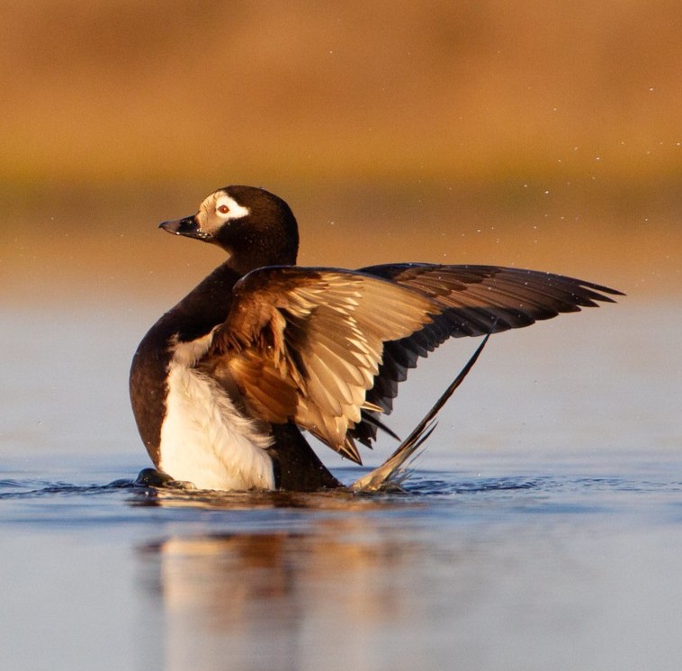 The long-tailed duck is one of the most abundant birds in the high Arctic. In the winter, they are mostly white with rich brown, black, and gray on the face, and in the summer, the males are mostly black with a white face patch! #WaterfowlWednesday 📷Lisa Hupp/USFWS