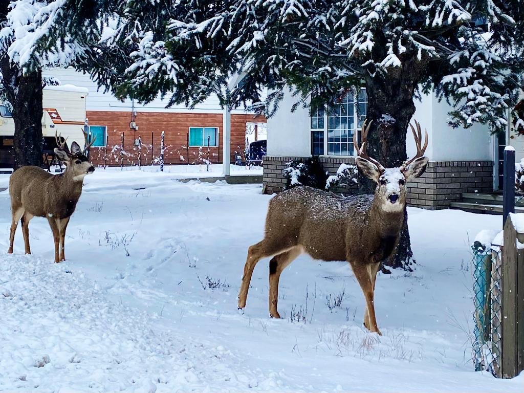 Mule deer bucks in our front yard 🦌
#PrincetonBC