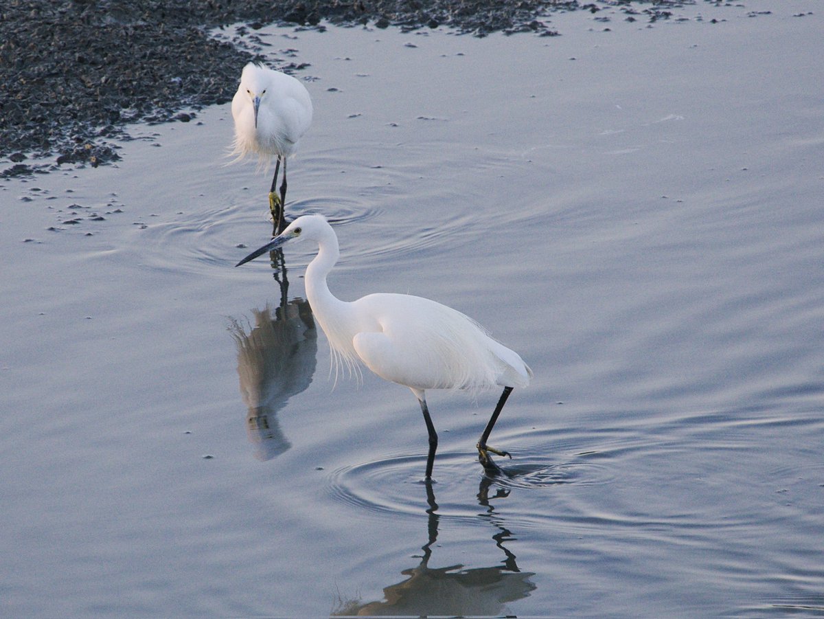 almostkewl's tweet photo. Little Egrets. #taiwan #birdphotography #egret #birdsoftaiwan #BirdsSeenIn2024 #birding #birds https://t.co/DhKFKkUAMo