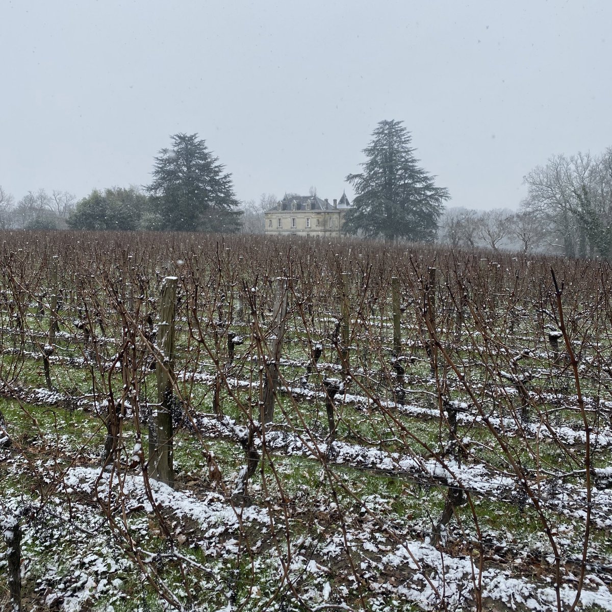 ChateauBauduc's tweet photo. Light snow in the vines today. #yearinthevineyard #our25thvintage #bdx24 #paviethedog https://t.co/eTq8wLElUN