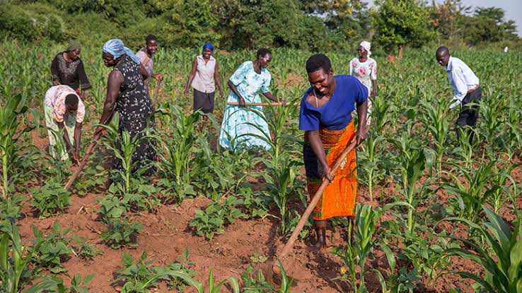Nsungayakongo's tweet photo. Nous sommes  le #réseau qui vous permet de faire valoir vos produits agricoles, le réseau qui vous permet de rencontrer des clients, le réseau qui vous permet d’atteindre vos objectifs en travaillant avec des personnes qui partagent les mêmes ambitions que vous. https://t.co/UZlGFd4DPI