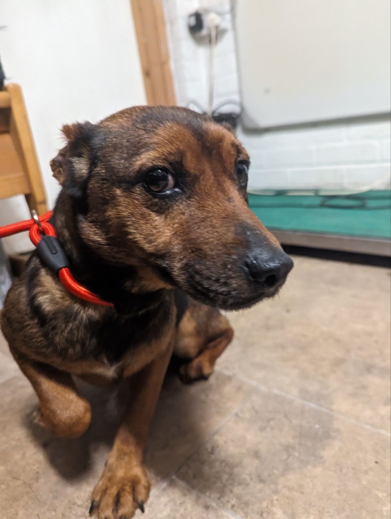 Please retweet to HELP FIND THE OWNER OR A RESCUE SPACE FOR THIS STRAY DOG FOUND #PIRBRIGHT #GUILDFORD #SURREY #UK 

Small female Terrier, no chip, found 4 January. Now in a council pound, she could be missing or stolen from another area, please share widely. 
This council pound