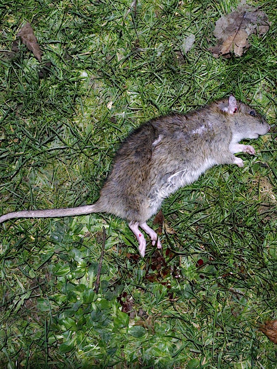 AlreetPets's tweet photo. When you are the prettiest girl, but also a stone cold killer!! Sorry ratty! #rescuedogs #greekharehound #pointercross #greatbigbloodyrat https://t.co/nXz37Nxbqe