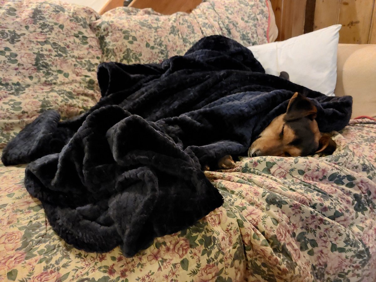 RuthvanZalinge's tweet photo. I think @estrellia meant the throw for us Rapha!!
#onemonthon #itsadogslife #puppylove https://t.co/IR83DwrwA6