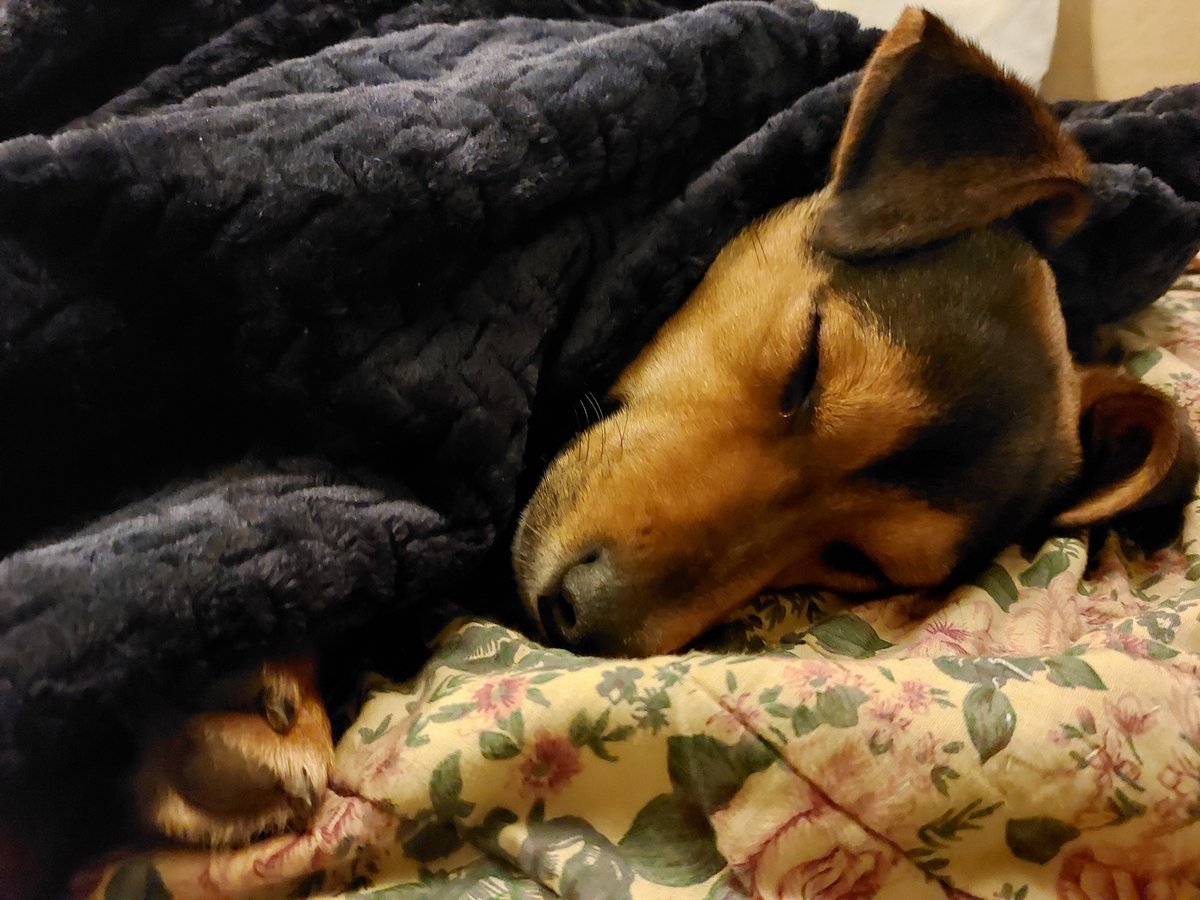 RuthvanZalinge's tweet photo. I think @estrellia meant the throw for us Rapha!!
#onemonthon #itsadogslife #puppylove https://t.co/IR83DwrwA6