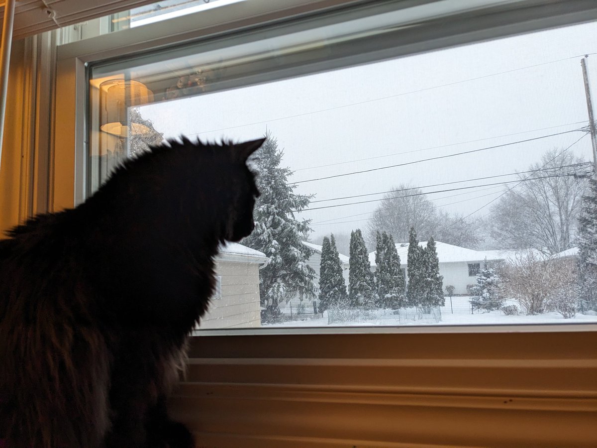 CuriousFen's tweet photo. The last semester of college kept me pretty busy. Most of my personal projects had to be put on the back burner. But with winter break and the holidays being over, I finally get to sit down and work on some art today. Also, here's Star just enjoying the snow :) https://t.co/w7unNtrEtI
