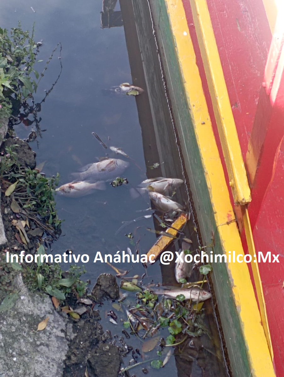 Xochimilco_MX's tweet photo. #Xochimilco Decenas de peces amanecieron flotando en canales del embarcadero de #Zacapa. Vecinos afirman que es debido al aumento de descargas residuales ilegales en el lugar. Lo cierto es que el tema medioambiental no es una prioridad para @XochimilcoAl @SGIRPC_CDMX https://t.co/HdWlyE0LE2