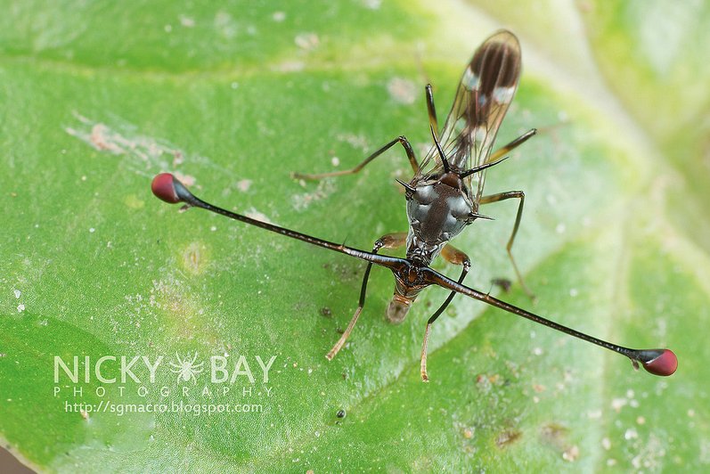 FleshBirds's tweet photo. @minkiedinks Have one more for your enjoyment (Diopsidae flies, this one specifically Teleopsis dalmanni) https://t.co/5bwoFkuBDX