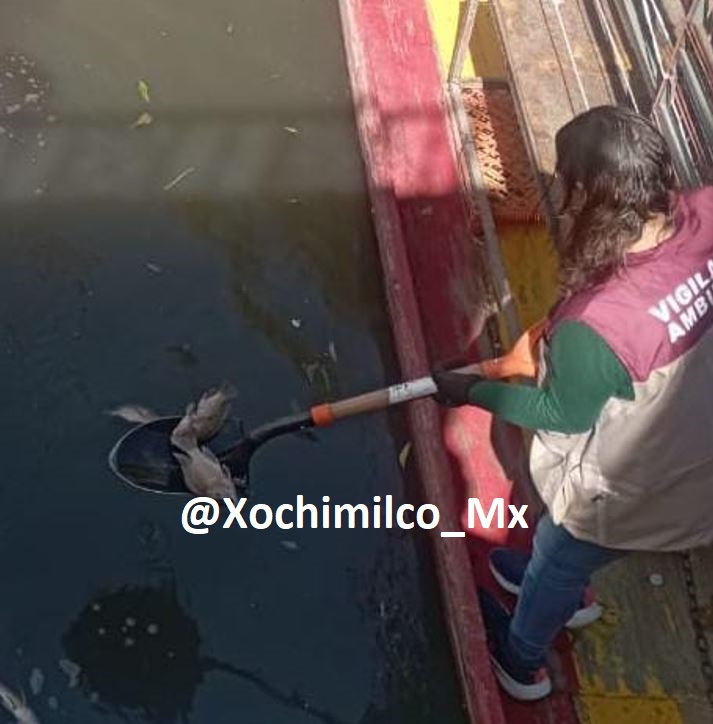 Xochimilco_MX's tweet photo. #Xochimilco Decenas de peces amanecieron flotando en canales del embarcadero de #Zacapa. Vecinos afirman que es debido al aumento de descargas residuales ilegales en el lugar. Lo cierto es que el tema medioambiental no es una prioridad para @XochimilcoAl @SGIRPC_CDMX https://t.co/HdWlyE0LE2