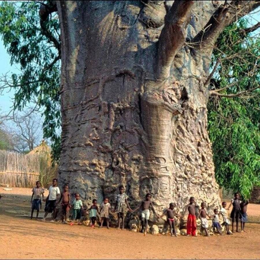 momentoviral's tweet photo. Un árbol con una edad estimada de 2000 años, en África del sur. https://t.co/xbtuaWarV9