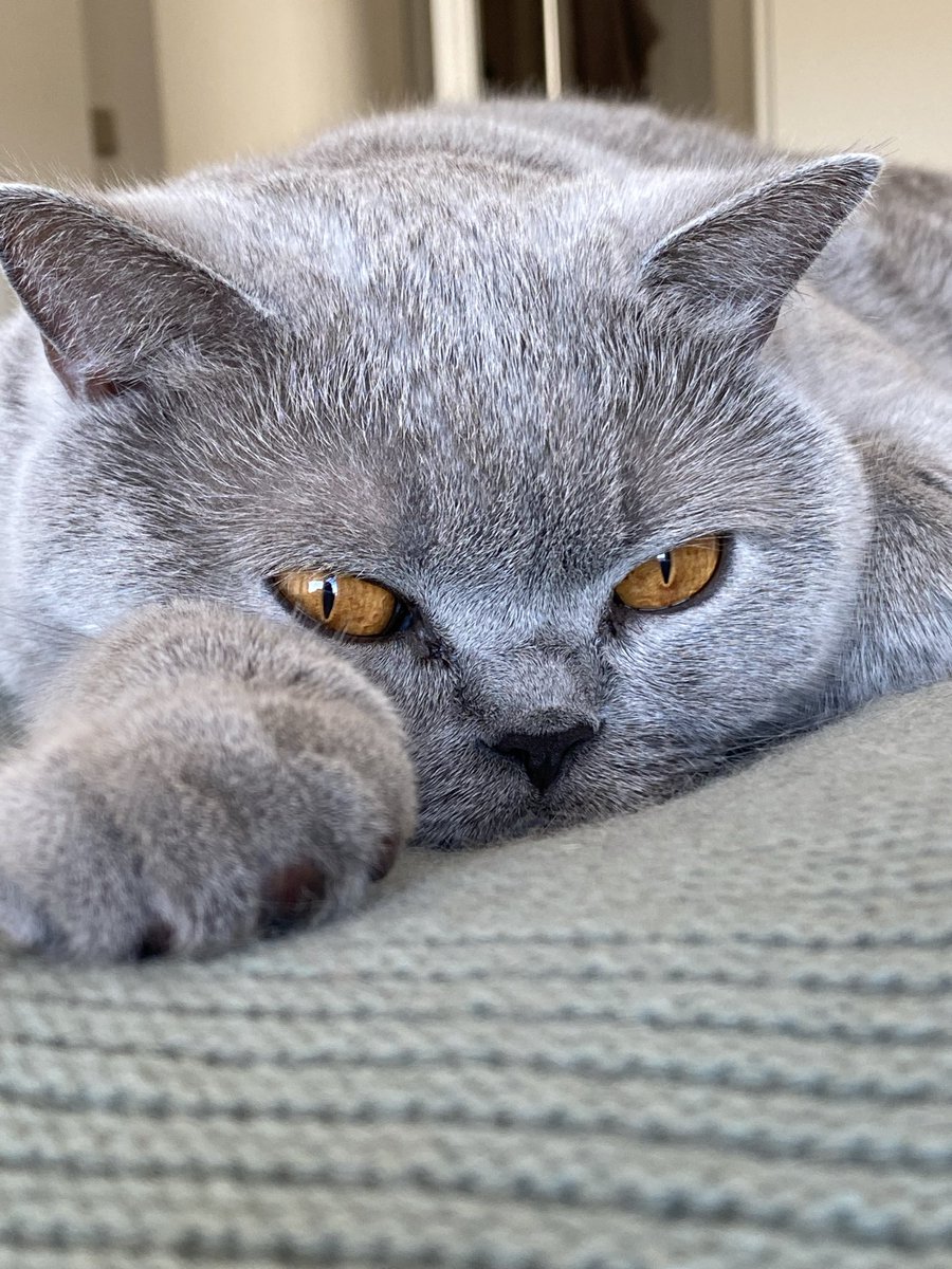 Gandalf the Grey tweet media