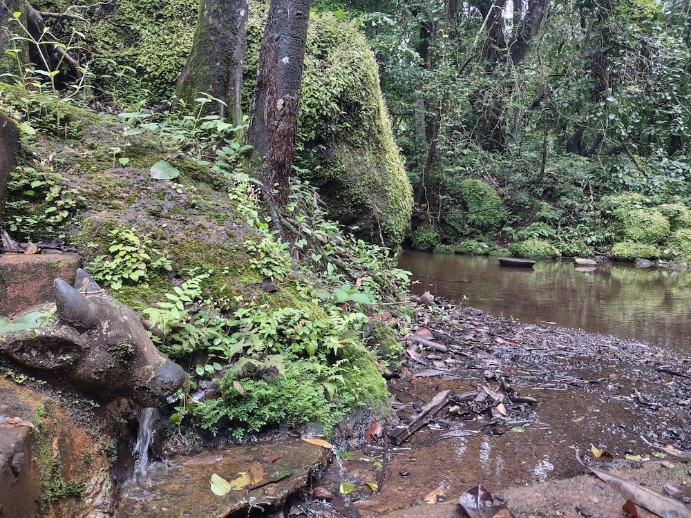 🌿“We marveled at the mossy stone bust of a bull, spouting clear water from its mouth into a small pool shaded by ancient trees.” —<a href="/DuttaDeborah/">Deborah Dutta</a> &amp; <a href="/Adithi_M/">Adithi Muralidhar</a> 

Read “Sacred and Sacrilege: Weaving Resilience and Exploitation through Forest Assemblages” here: humansandnature.org/sacred-and-sac…
