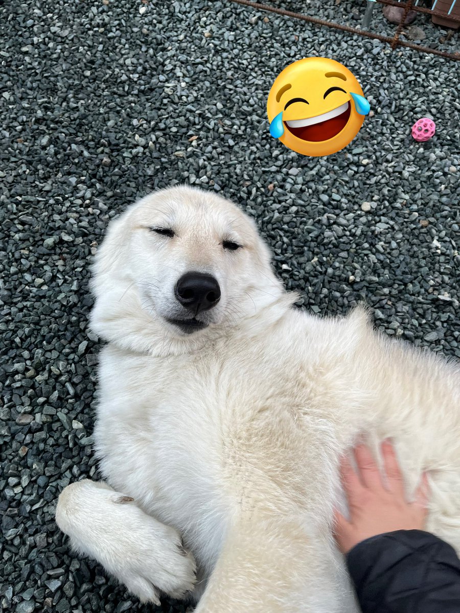 gomelien's tweet photo. 甘えてる時はこんな感じで飼い主の心をメロメロにする狼娘😍
耳どこにいっちゃったの⁉️🤣
２枚目はお腹撫でての催促💖

イタズラしてもコレでチャラにしようとしてるでしょ😂
飼い主は簡単に手玉に取られてます💦

#デコボココンビ #トイプードル #wolfdog #オオカミ犬 #狼犬 #ウルフドッグ #甘え上手 https://t.co/xpHuIRZi6y