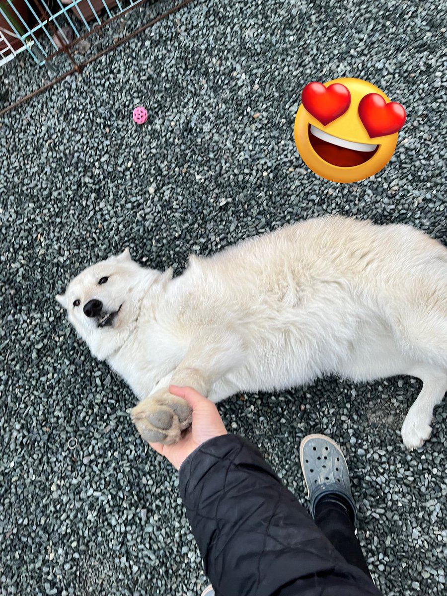 gomelien's tweet photo. 甘えてる時はこんな感じで飼い主の心をメロメロにする狼娘😍
耳どこにいっちゃったの⁉️🤣
２枚目はお腹撫でての催促💖

イタズラしてもコレでチャラにしようとしてるでしょ😂
飼い主は簡単に手玉に取られてます💦

#デコボココンビ #トイプードル #wolfdog #オオカミ犬 #狼犬 #ウルフドッグ #甘え上手 https://t.co/xpHuIRZi6y