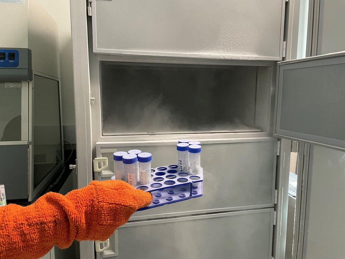 UF_Space_Plants's tweet photo. Our friends @redwire saw to the safe return of our spaceflight samples today.  The leaves from the PH-03B experiment were harvested by astronauts to RNAlater on the ISS and then stored in a cryogenic freezer while in the station. They were kept at -80 in their journey home. https://t.co/bG9KO8UKPn
