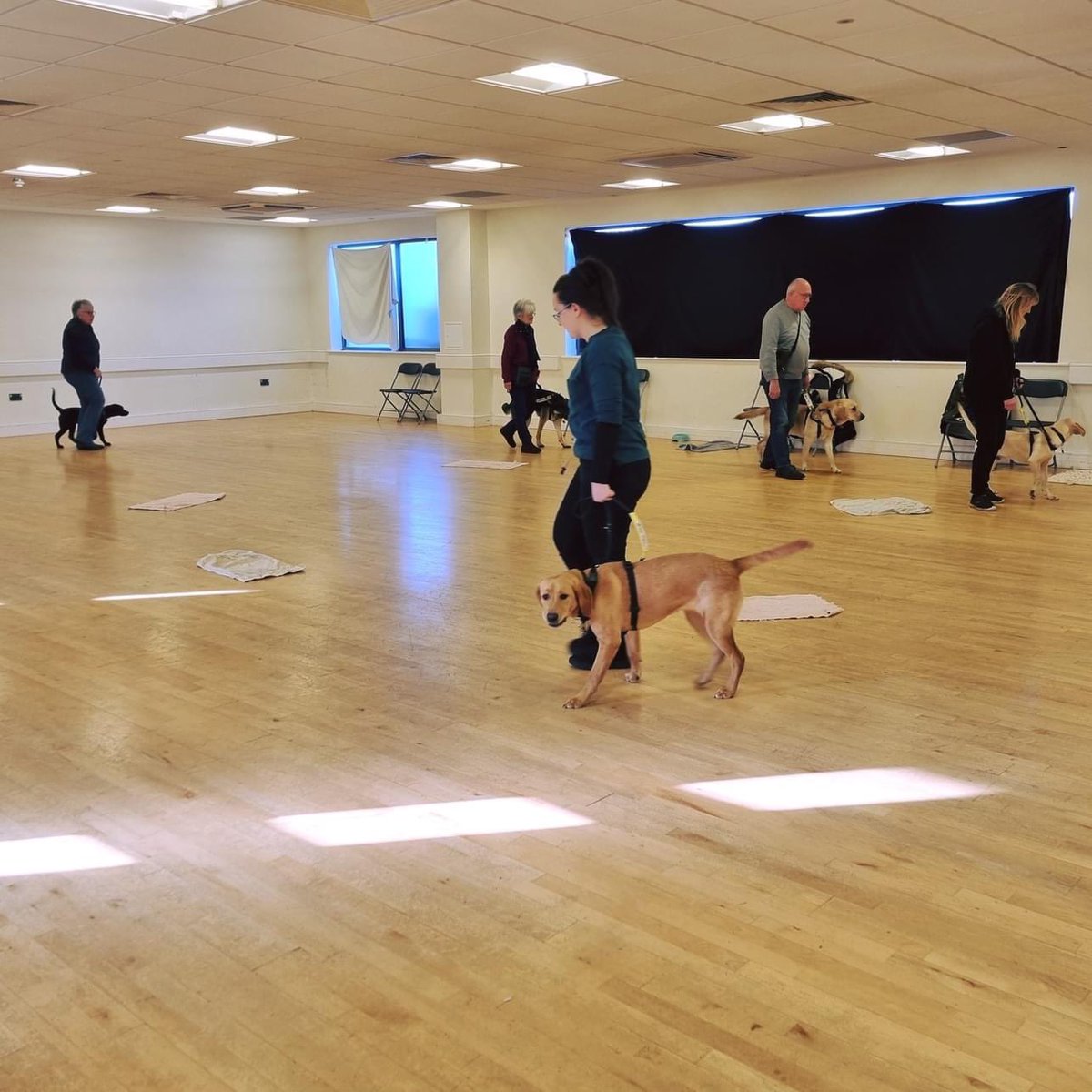 HempsteadValley's tweet image. Today Guide Dog Training sessions have been taking place in our Community Hall 🦮

#guidedogsfortheblind #hempsteadvalley