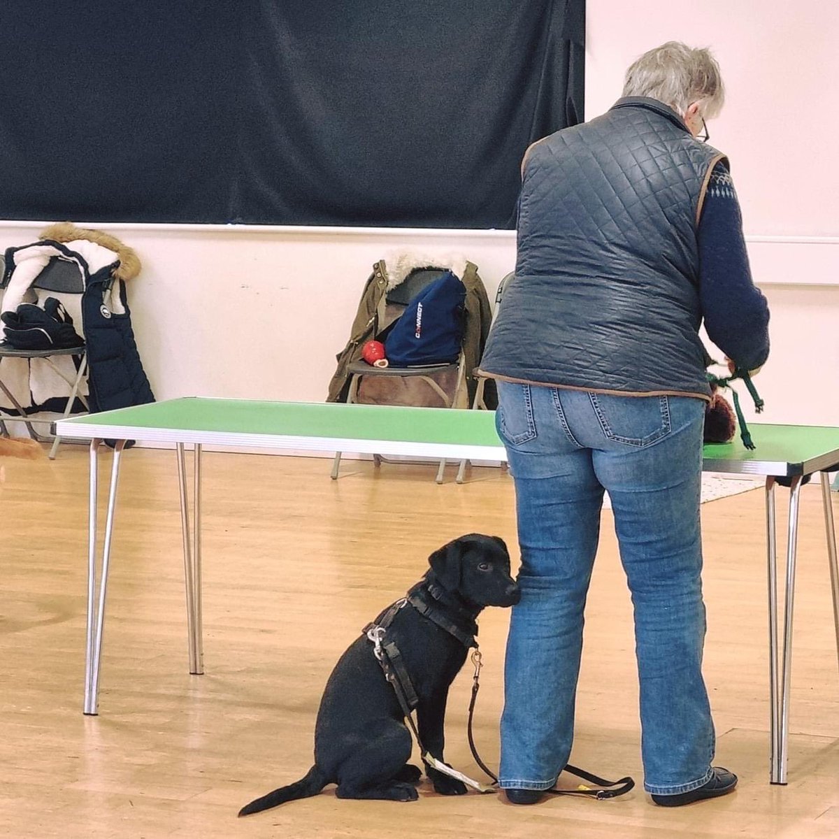 HempsteadValley's tweet image. Today Guide Dog Training sessions have been taking place in our Community Hall 🦮

#guidedogsfortheblind #hempsteadvalley