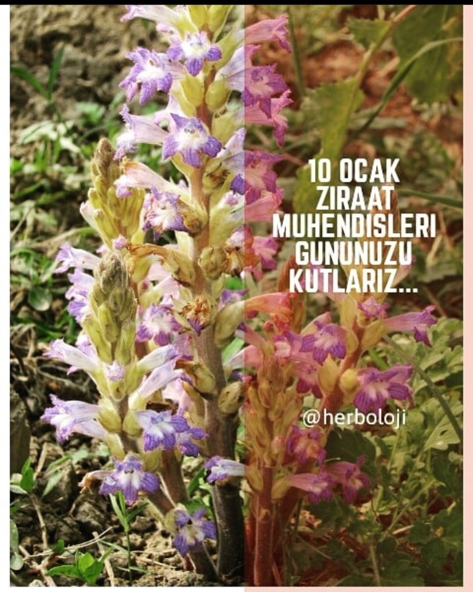 Günümüz kutlu olsun...