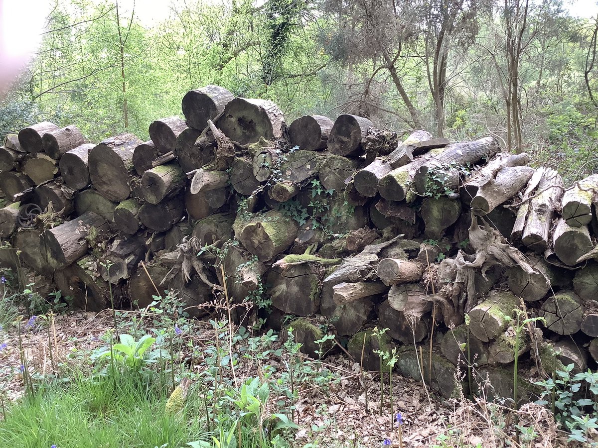 lflandart's tweet photo. Explore the Little Forest site at our Open Day this Sunday 14th Jan, 10.30-3. Lots of different environments that might inspire your competition entry. See previous posts for Comp &amp; Open Day details #artopportunities #artistopportunity https://t.co/gPvBvJZ8cG https://t.co/k7vaWegqMB