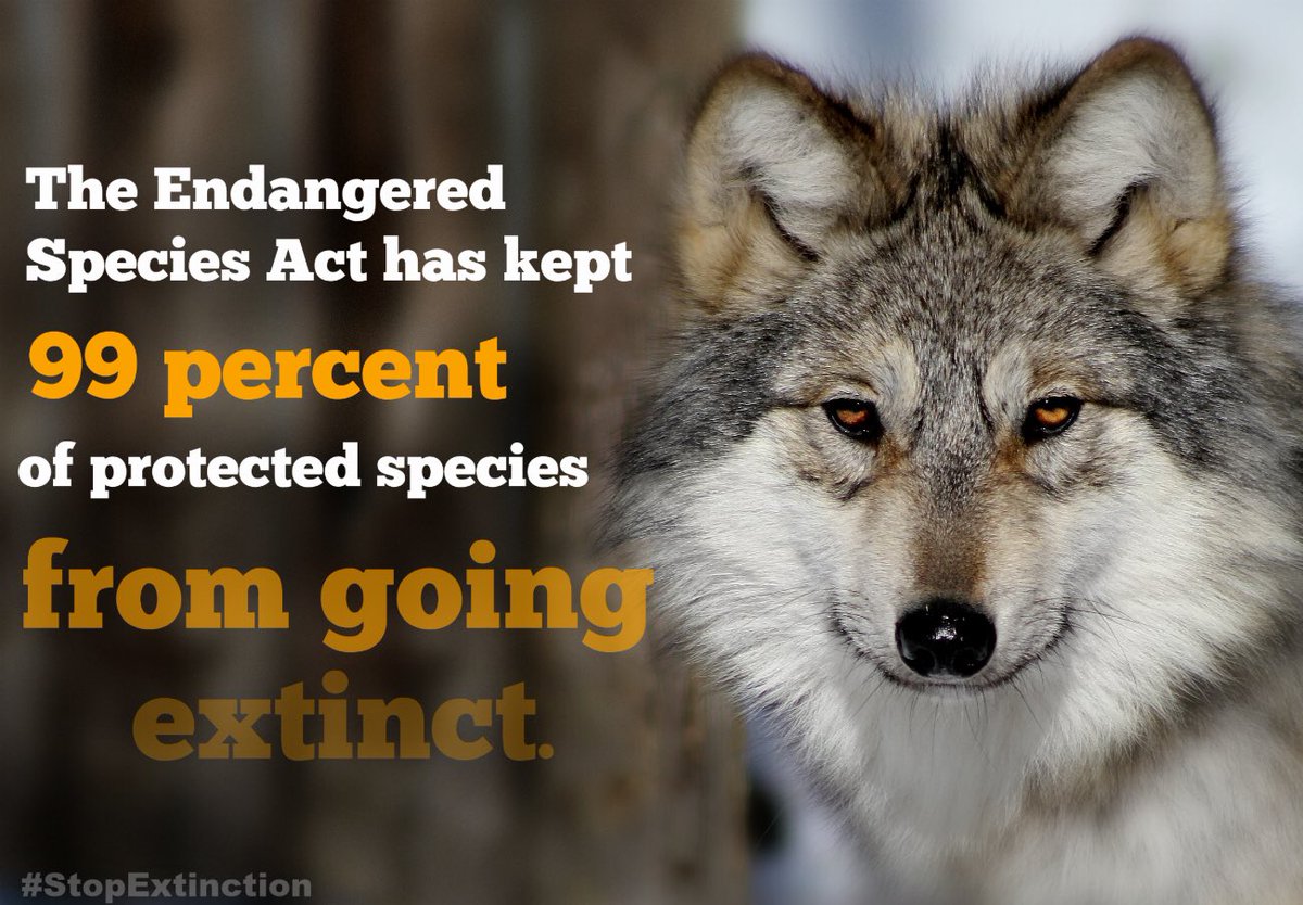 beverlynichols's tweet photo. @relistwolves .@POTUS .@SecDebHaaland .@USFWS .@NRDems .@EnergyDems .@StoneManning .@Interior
#RelistWolves #RelistAllWolves #RelistWolvesNow #RelistWolves Before It's Too Late https://t.co/SoXH9Cu8fg