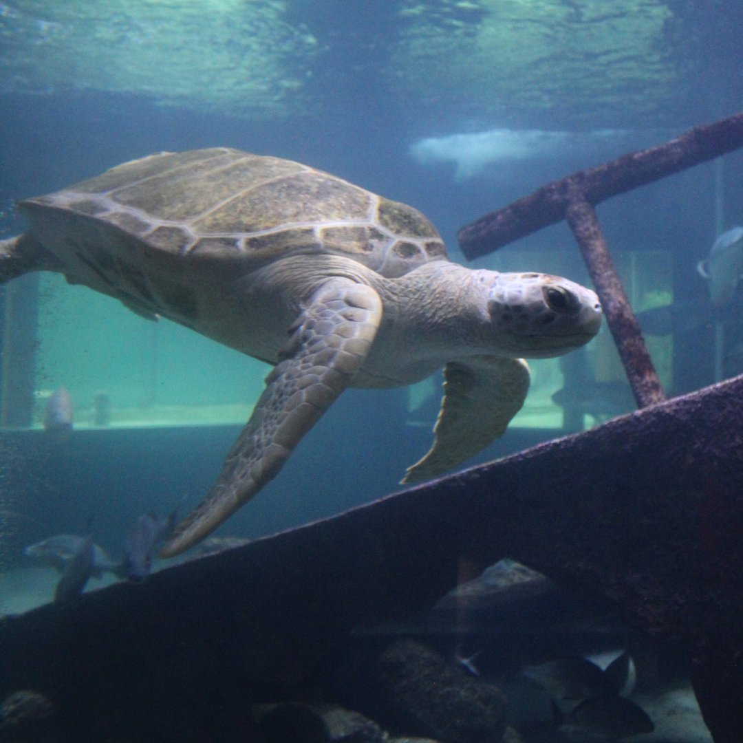 Gumbo Limbo Nature Center (@gumbolimbonc) on Twitter photo ‼️Sea Turtle Update ‼️
Morgan, a resident green sea turtle at Gumbo Limbo Nature Center, has returned after receiving care at <a href="/LoggerheadMC/">Loggerhead Marinelife Center</a> . Visitors can see Morgan and other native fish species at Gumbo Limbo's Shipwreck Aquarium. For more information, myboca.us/SeaTurtleUpdat… ‼️Sea Turtle Update ‼️
Morgan, a resident green sea turtle at Gumbo Limbo Nature Center, has returned after receiving care at <a href="/LoggerheadMC/">Loggerhead Marinelife Center</a> . Visitors can see Morgan and other native fish species at Gumbo Limbo's Shipwreck Aquarium. For more information, myboca.us/SeaTurtleUpdat…