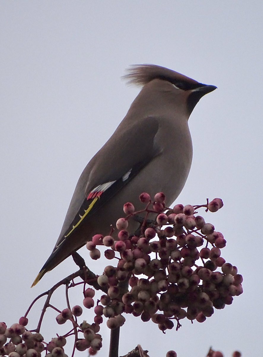 Unexpected after-school outing today to spot this little beauty just down the road from us! First #waxwing I’ve seen in over 10 years - what a stunning bird 👍😁