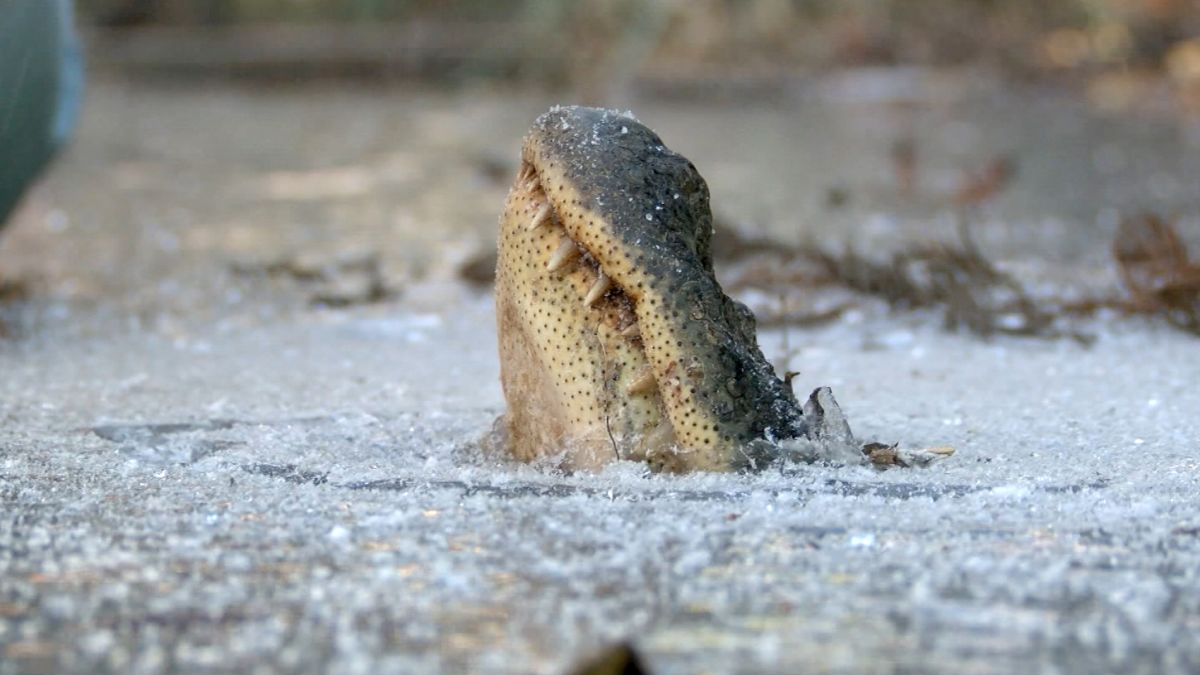 Who says gators can't survive in Iowa?
#DeSantisForPresident