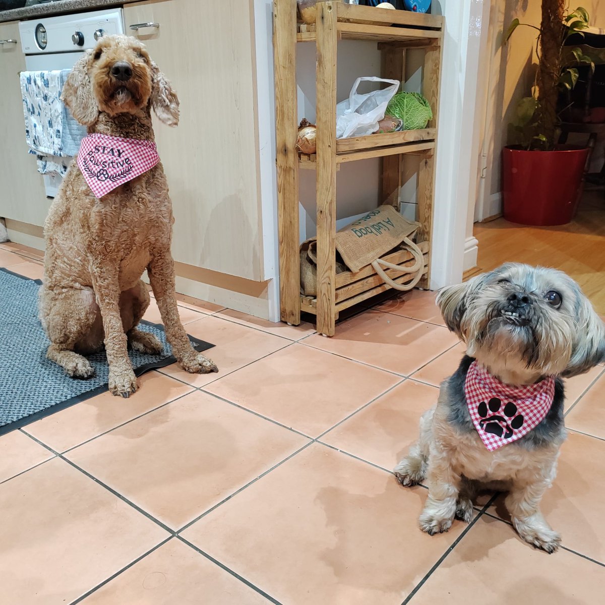 To help with #WinterWellbeing, we've taken up more #craft and have a #Cricut to make exciting things #CharityHour 😁

Like bandanas for the #dogs at #Pawsies
pawsies.uk