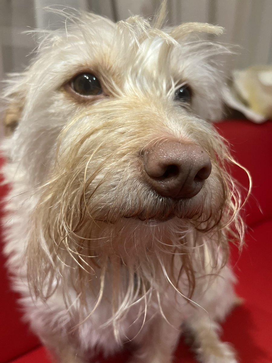 Твіт на 3 лайка
Твоя собака як відображення тебе